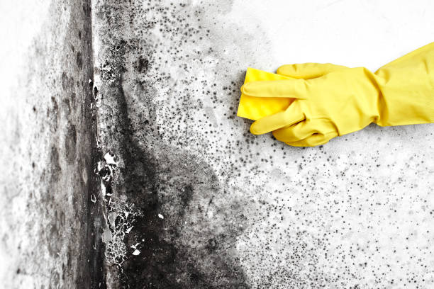 Reliable Oreana, IL Mold Remediation Solutions